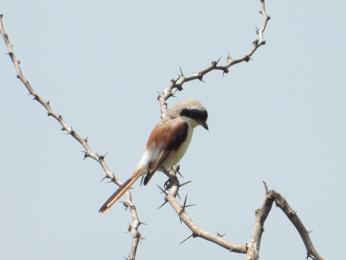 Bay-backed Shrike - ML643012139