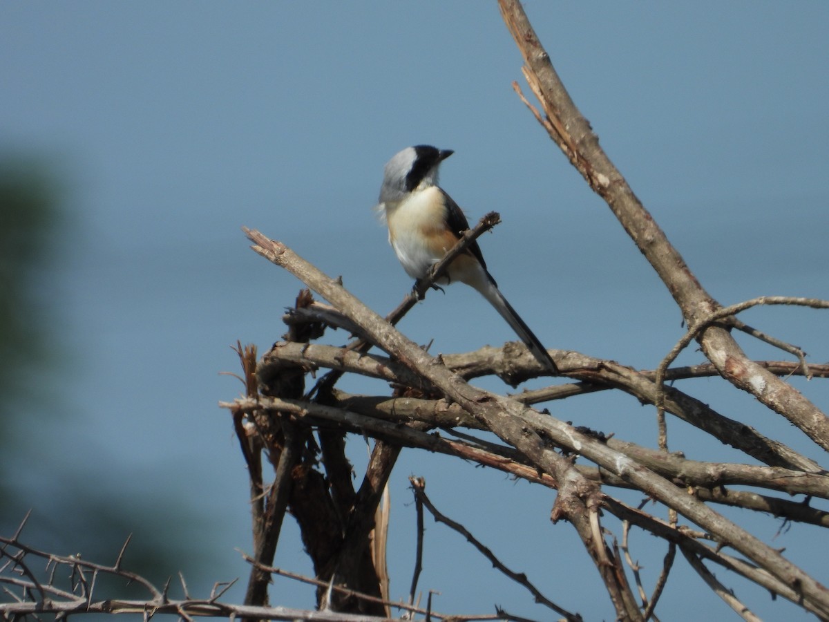 Bay-backed Shrike - ML643012140