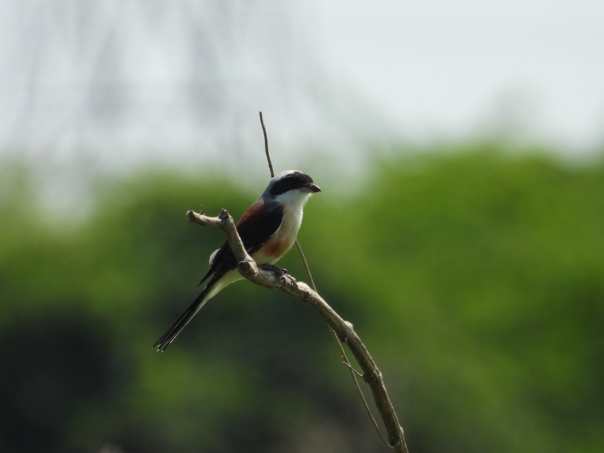Bay-backed Shrike - ML643012141