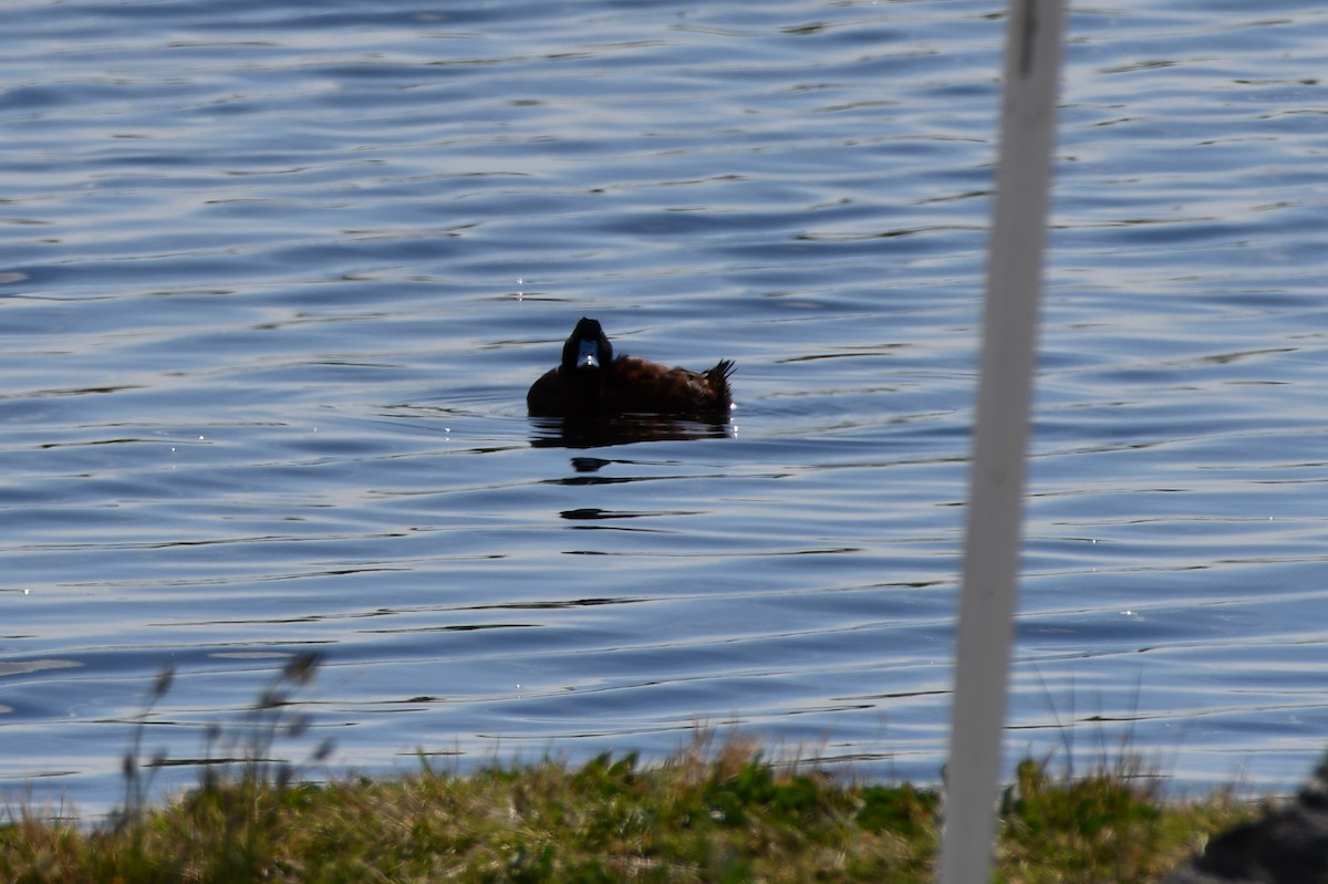 Blue-billed Duck - ML643012142