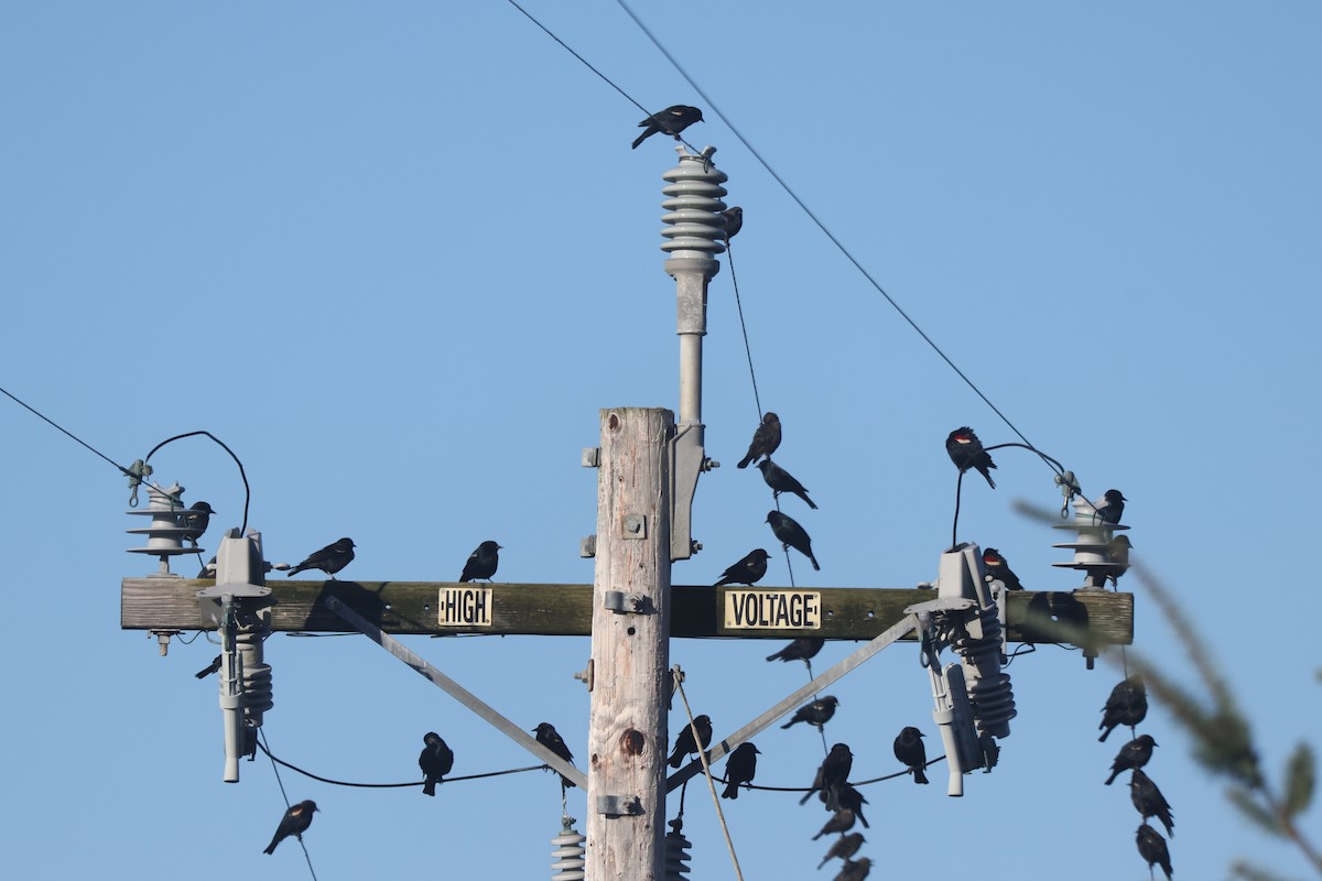 Tricolored Blackbird - ML643012155