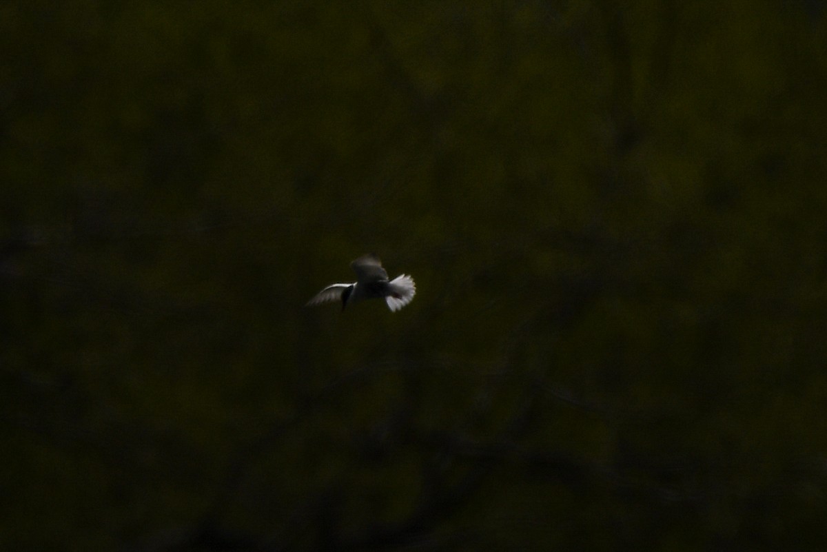 Mignattino piombato - ML643012157