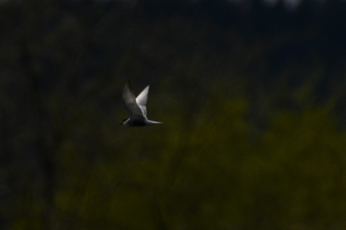 Mignattino piombato - ML643012158