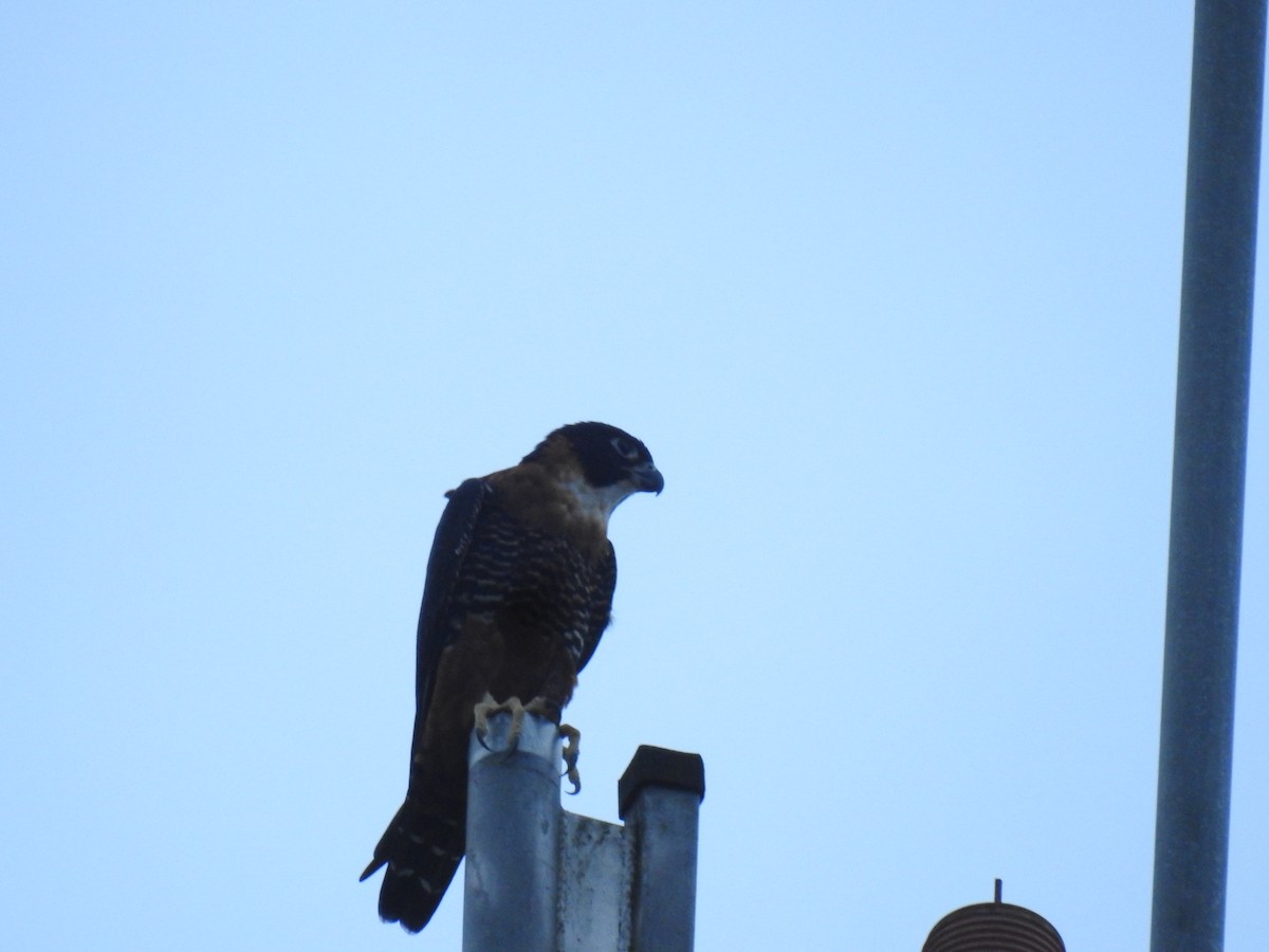 Orange-breasted Falcon - ML643012163