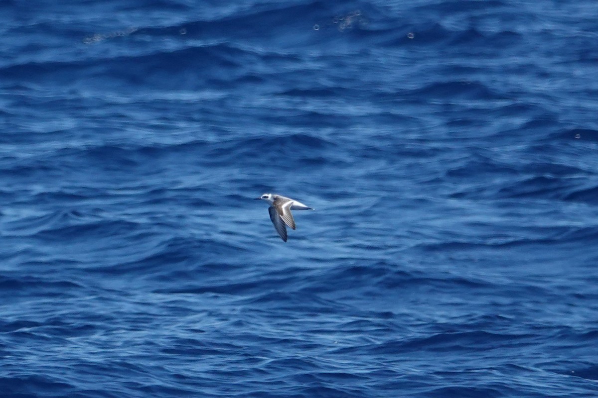 Red Phalarope - ML643012174