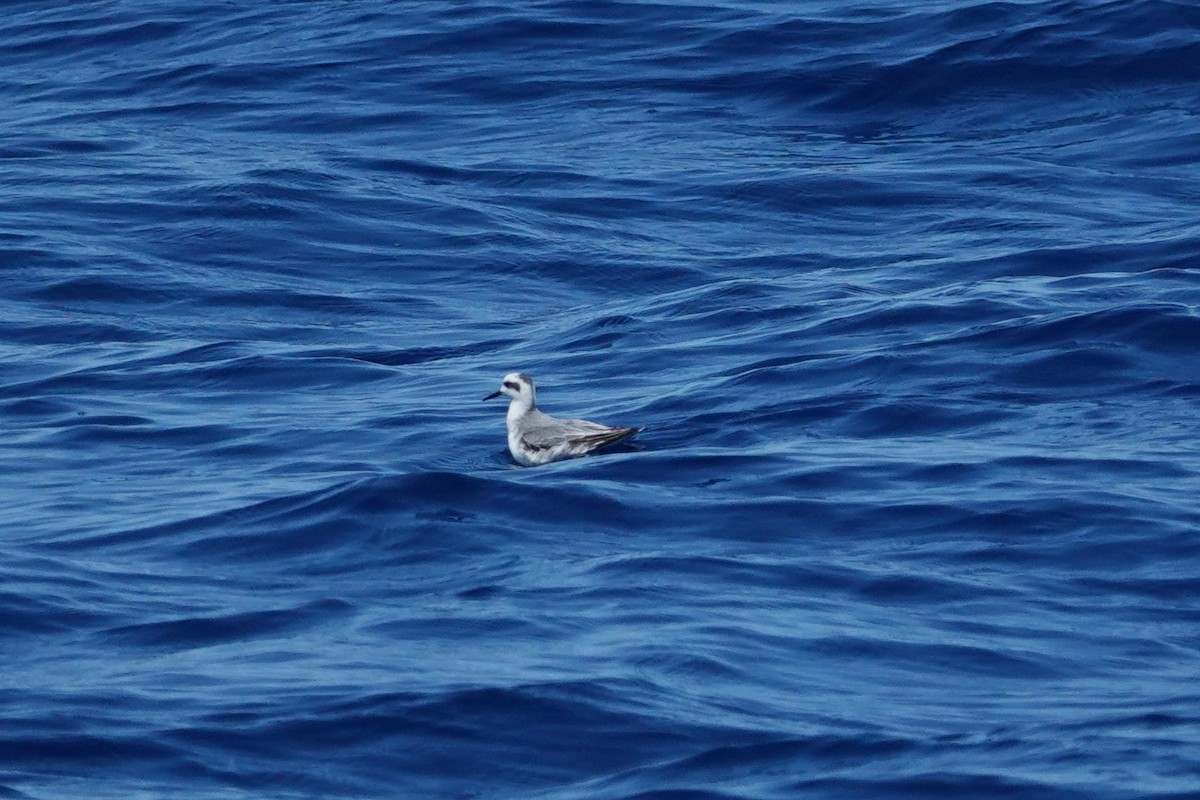 Red Phalarope - ML643012175