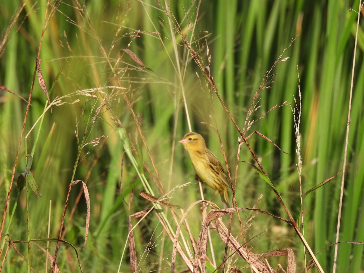 Bobolink - ML643012197