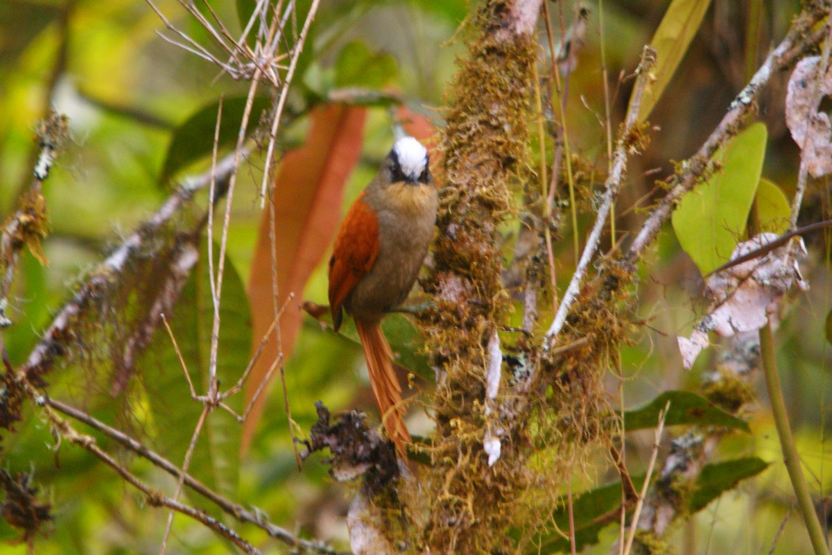 Marcapata Spinetail - ML643012198