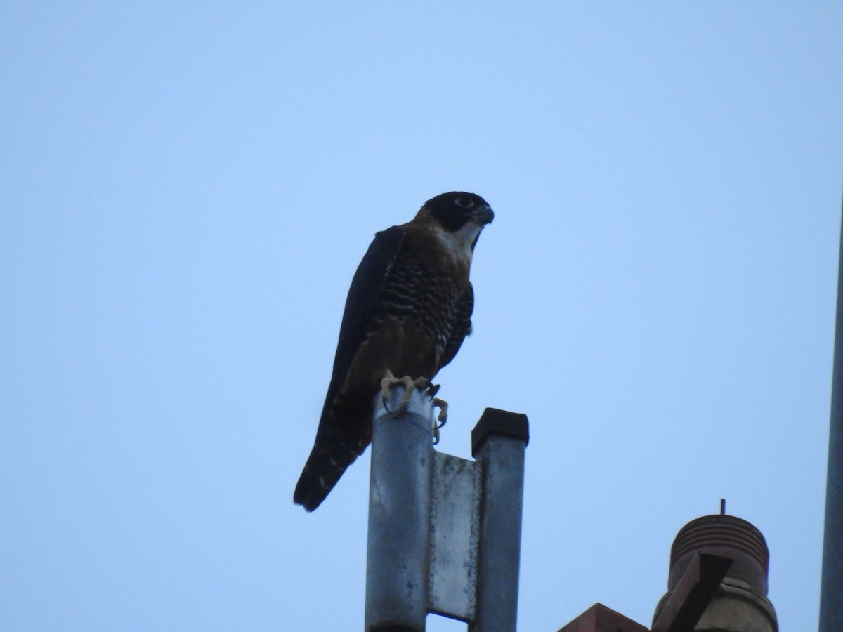 Orange-breasted Falcon - ML643012203