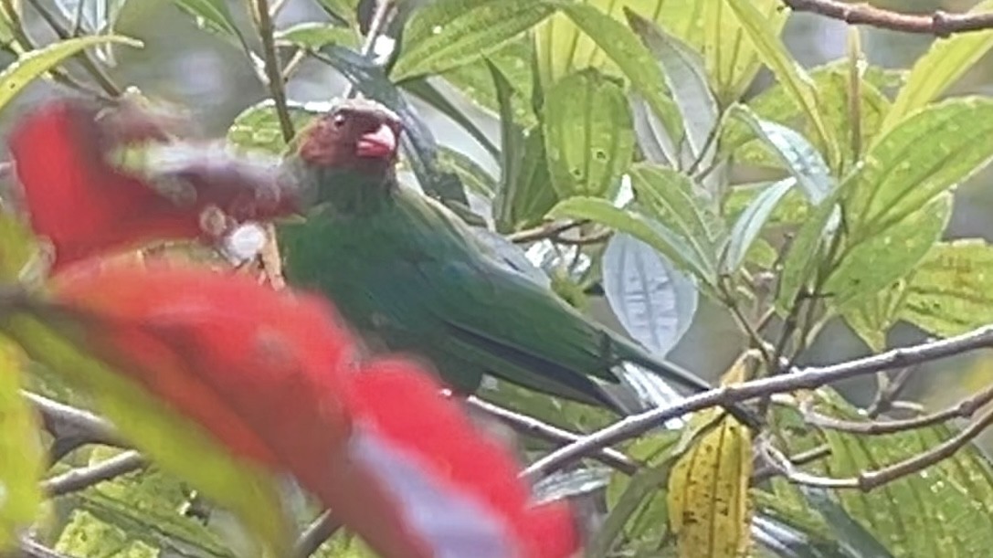 Grass-green Tanager - ML643012204