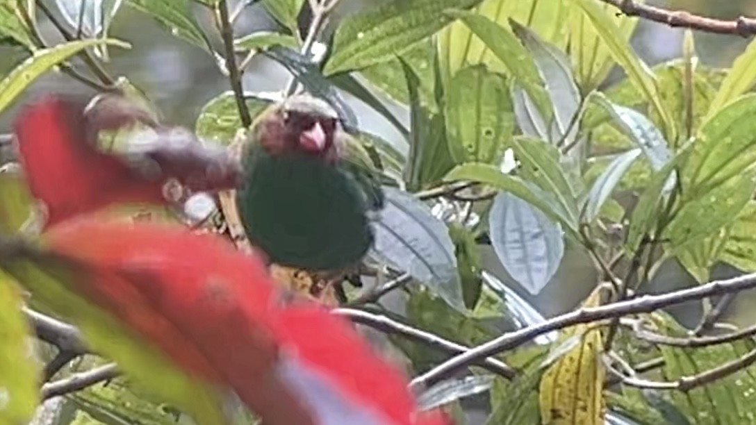 Grass-green Tanager - ML643012205