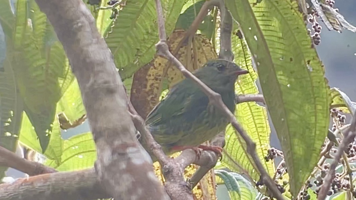 Grass-green Tanager - ML643012206