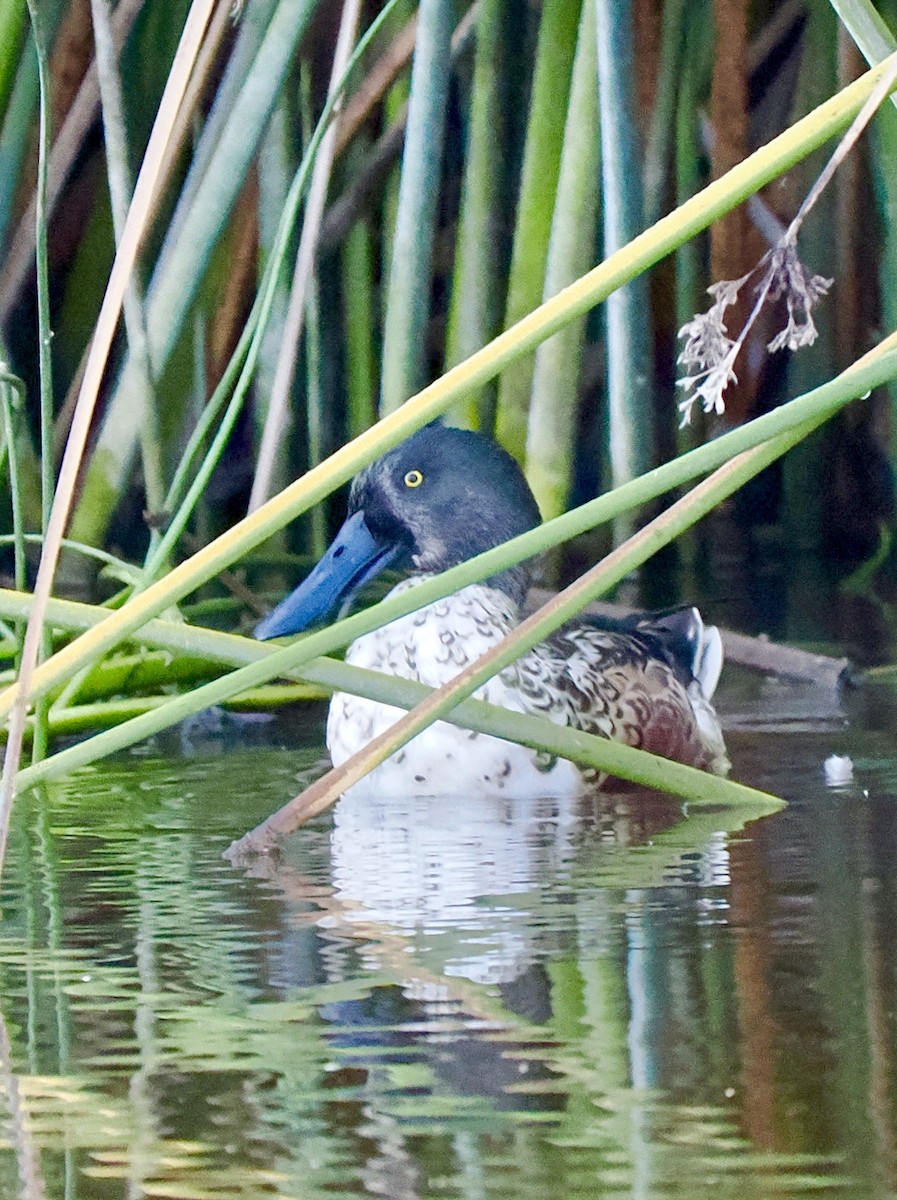 Northern Shoveler - ML643012208