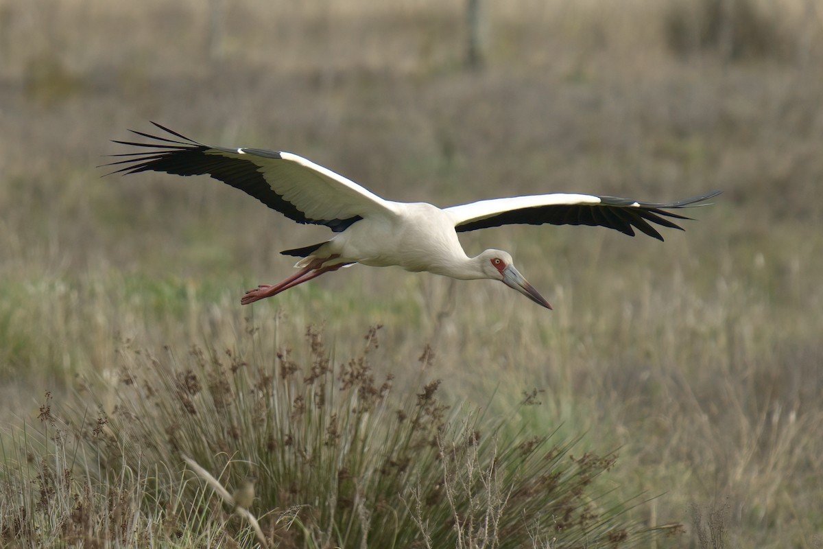 Maguari Stork - ML643012228