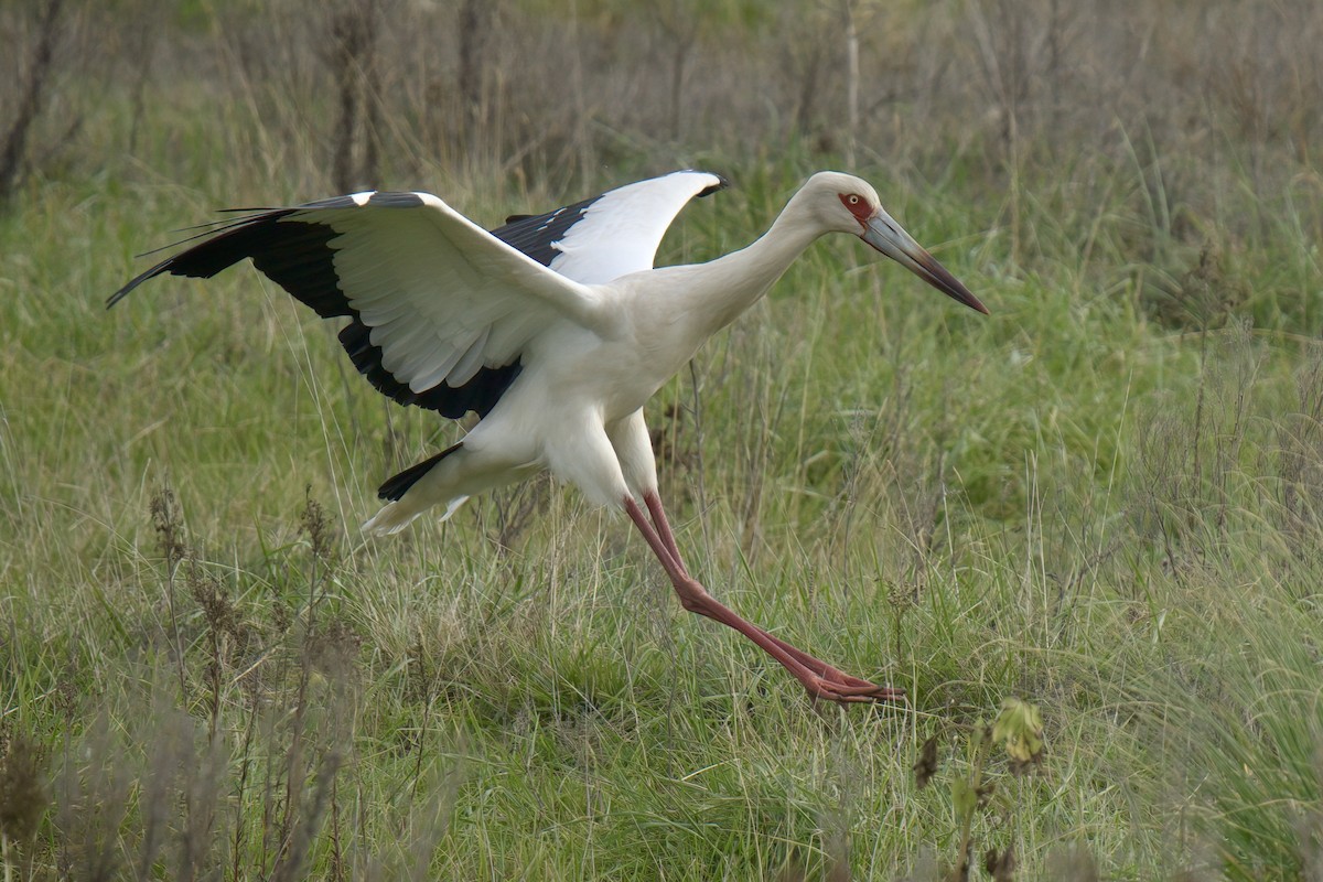Maguari Stork - ML643012229