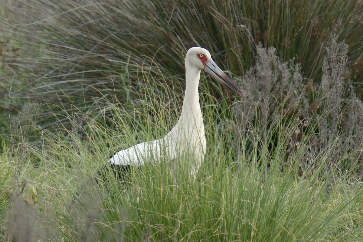 Maguari Stork - ML643012230