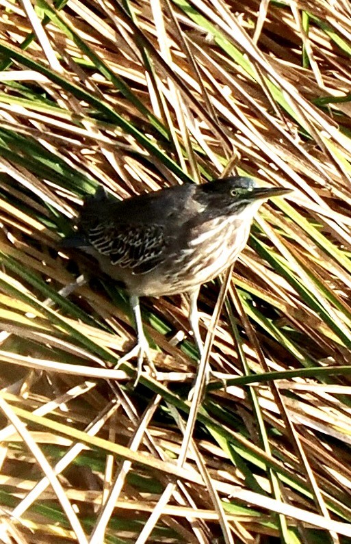 Green Heron - ML643012233
