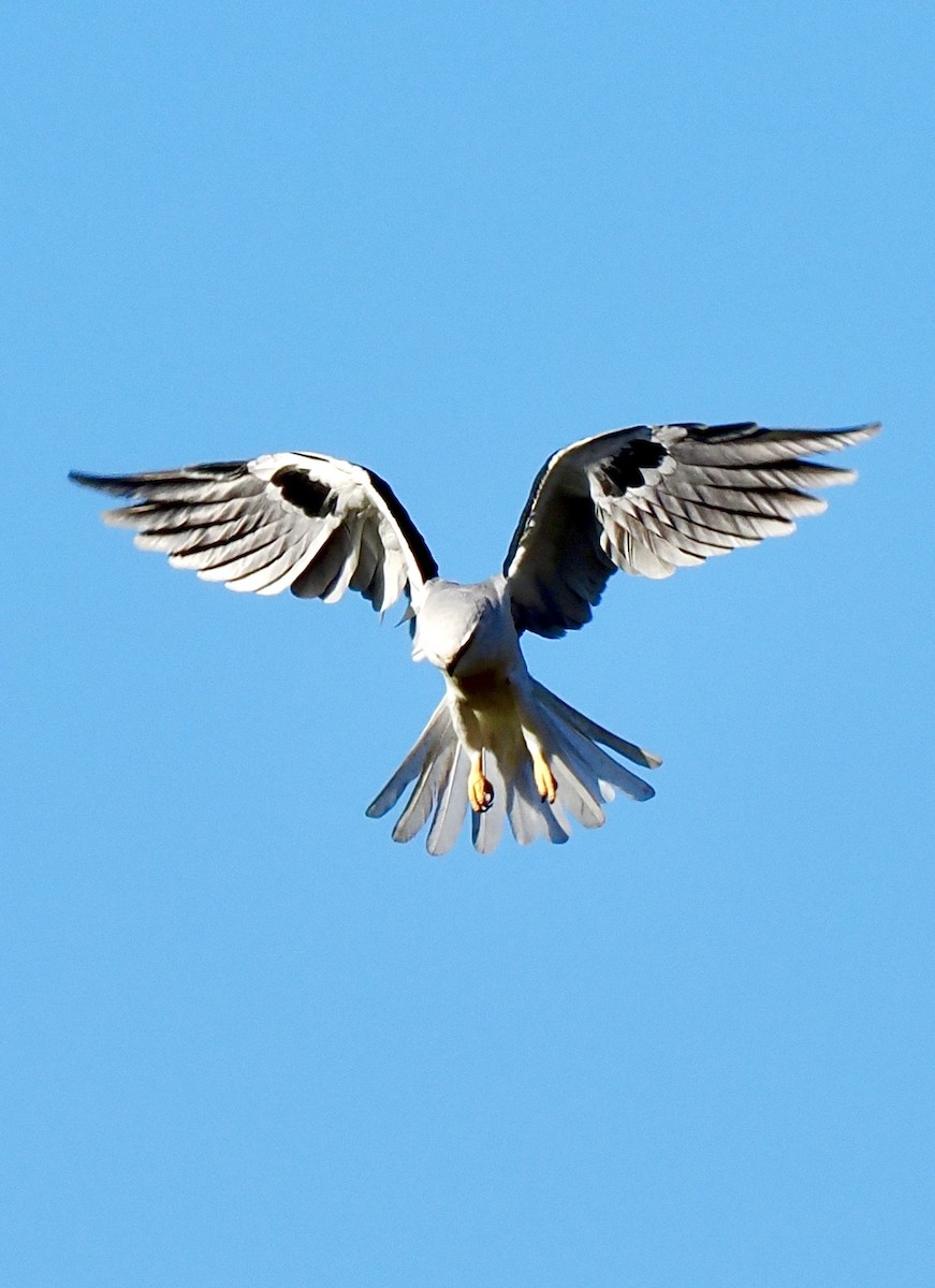 White-tailed Kite - ML643012241