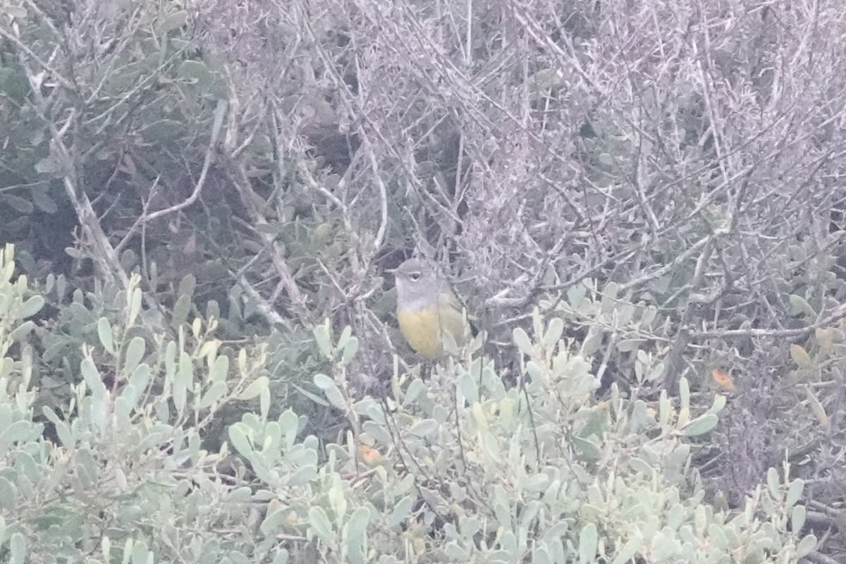MacGillivray's Warbler - ML643012243