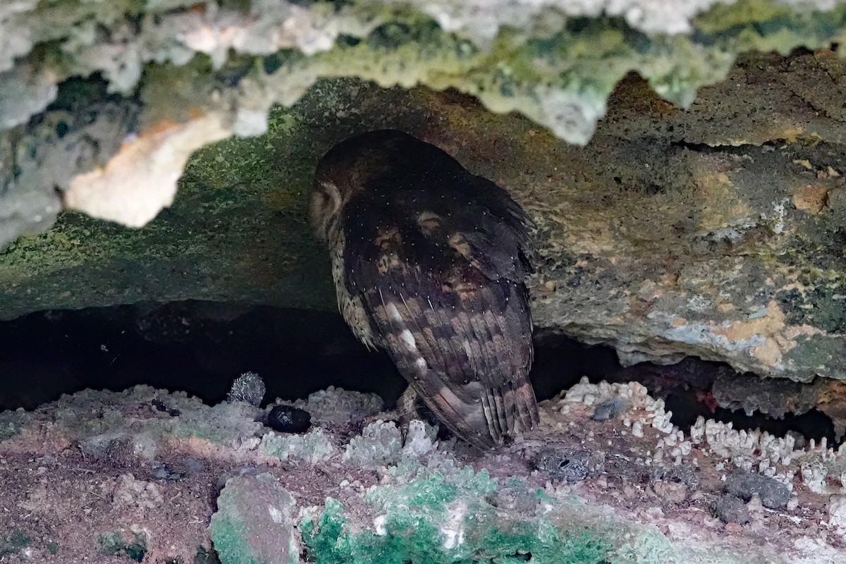 American Barn Owl - ML643012278
