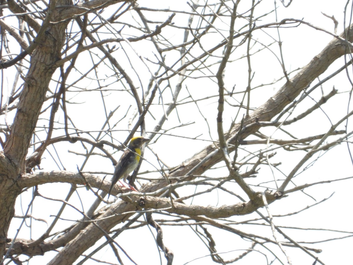 Baya Weaver - ML643012279