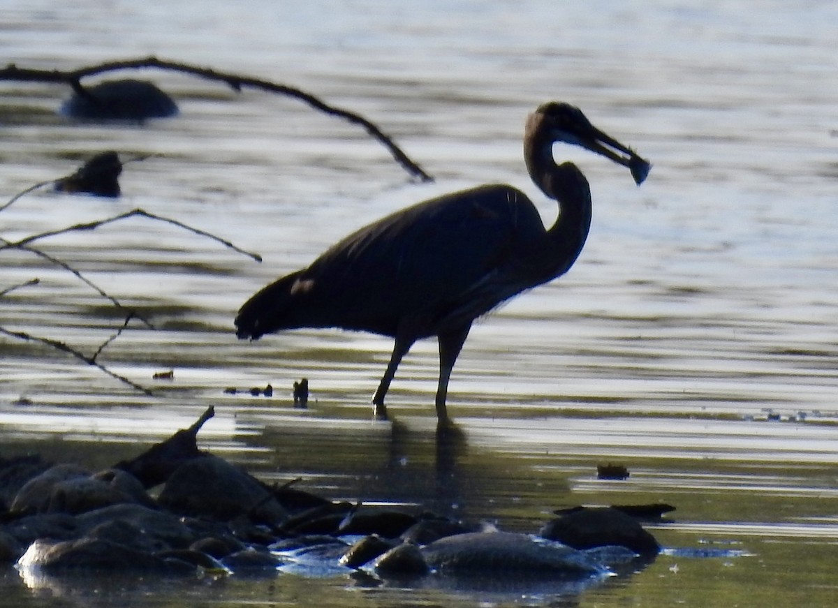 Great Blue Heron - ML643012289