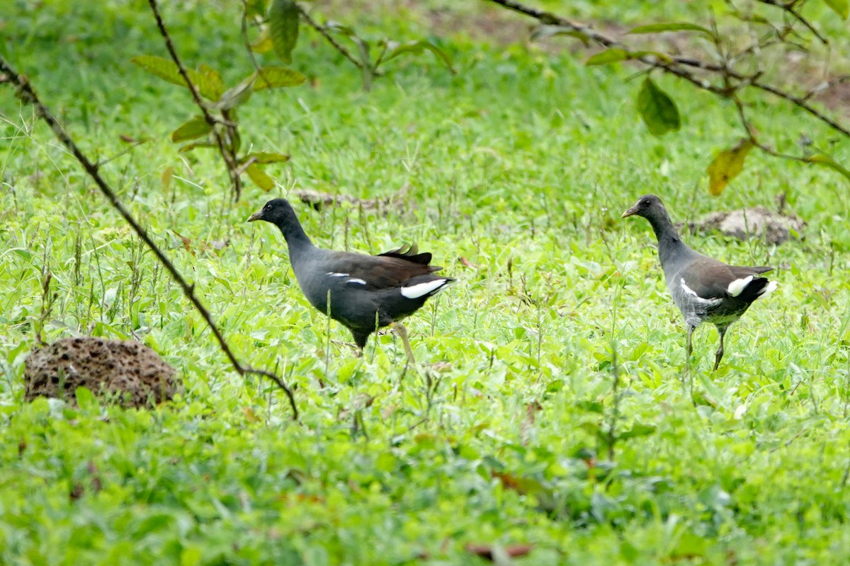 Common Gallinule - ML643012291