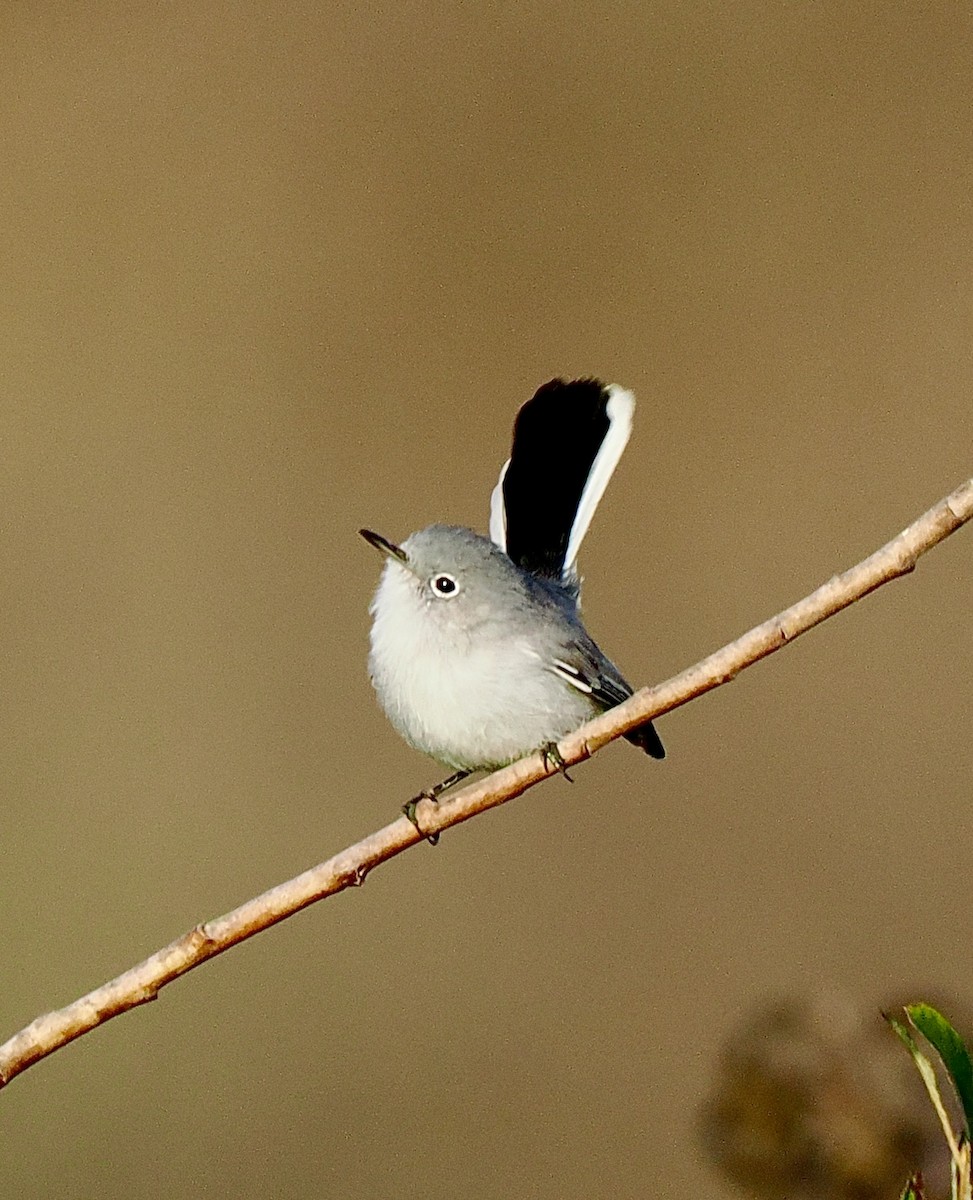 Blue-gray Gnatcatcher - ML643012296