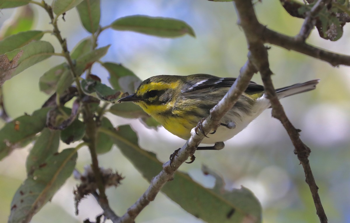 Townsend's Warbler - ML643012300