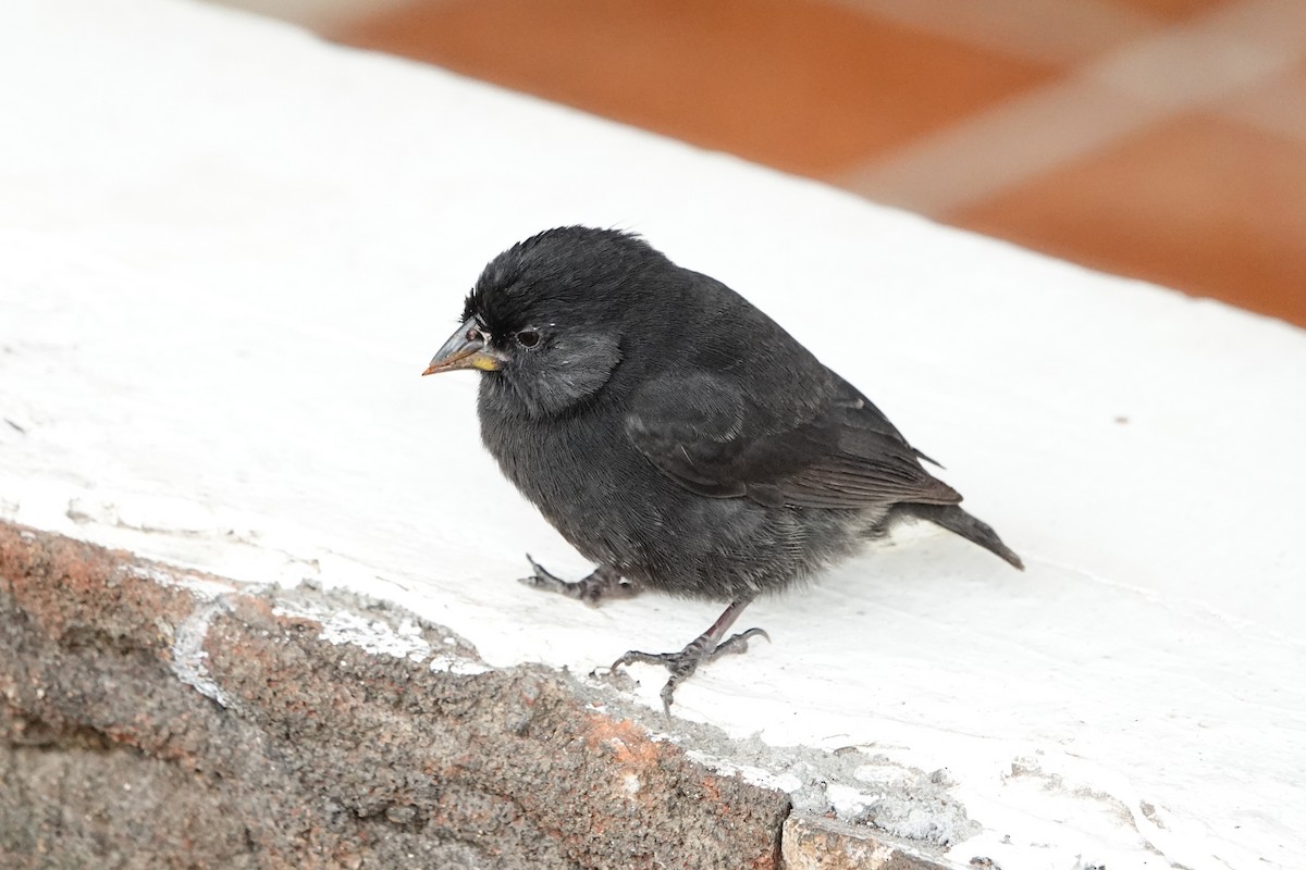 Small Ground-Finch - ML643012301