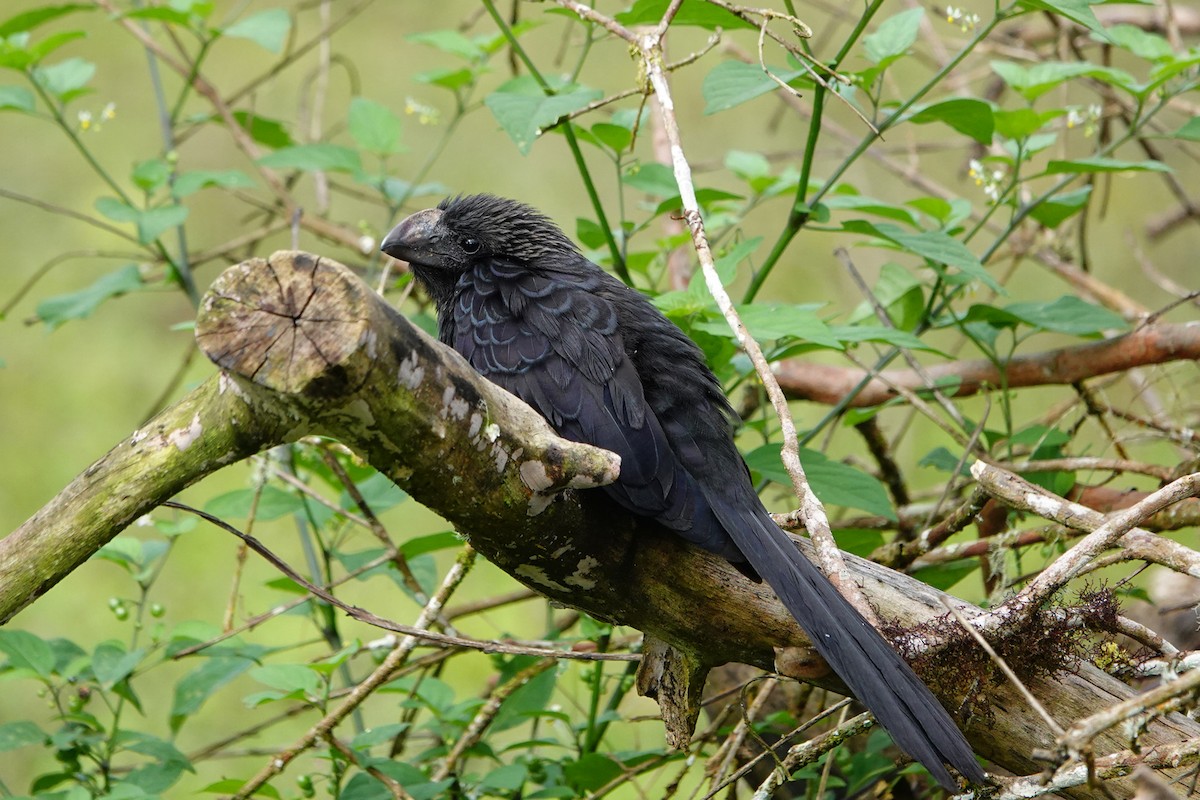 Smooth-billed Ani - ML643012307