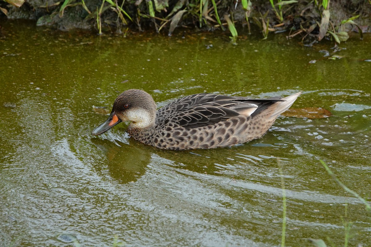 White-cheeked Pintail - ML643012320