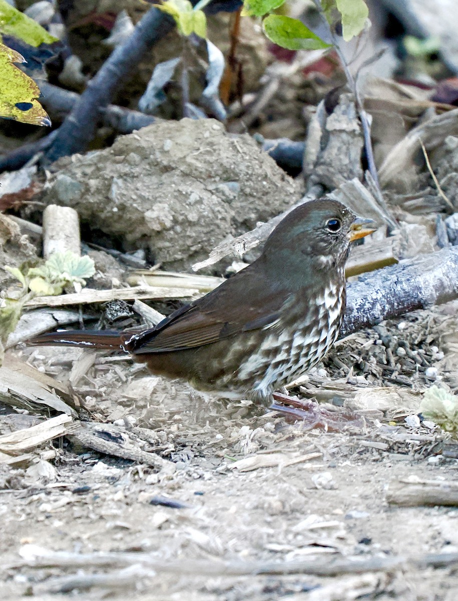 Fox Sparrow (Sooty) - ML643012338