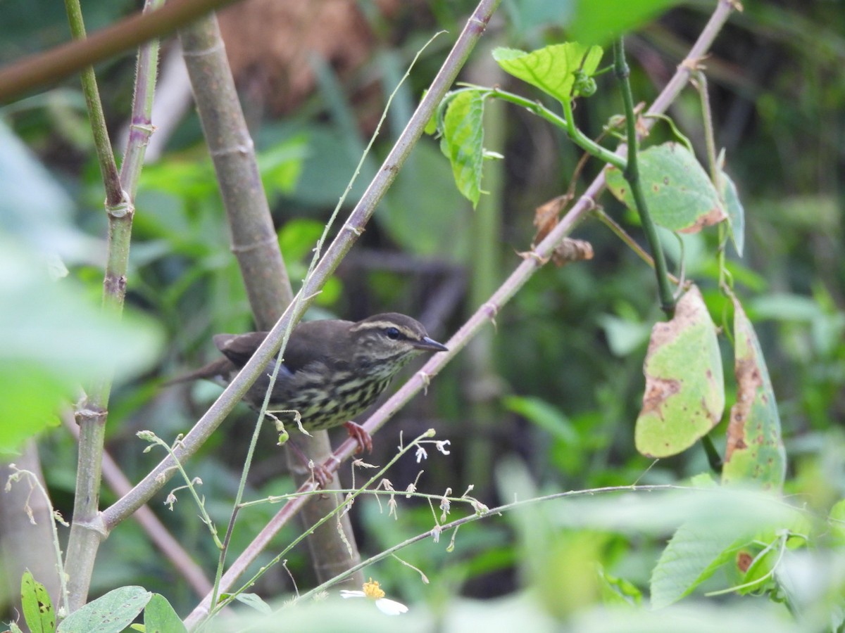 Northern Waterthrush - ML643012344