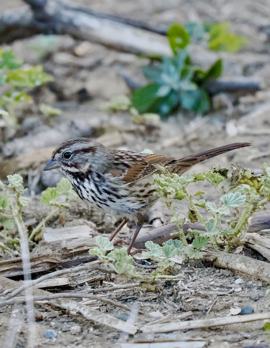 Song Sparrow - ML643012351