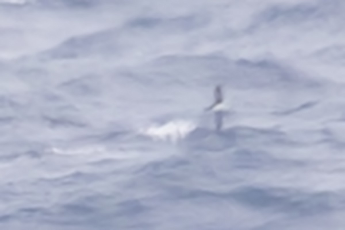 Puffin de Hutton - ML643012363