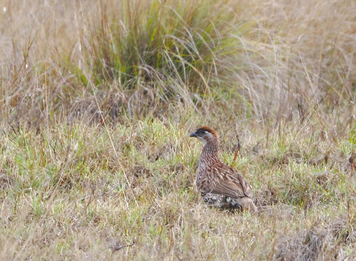 Francolin d'Erckel - ML643012369