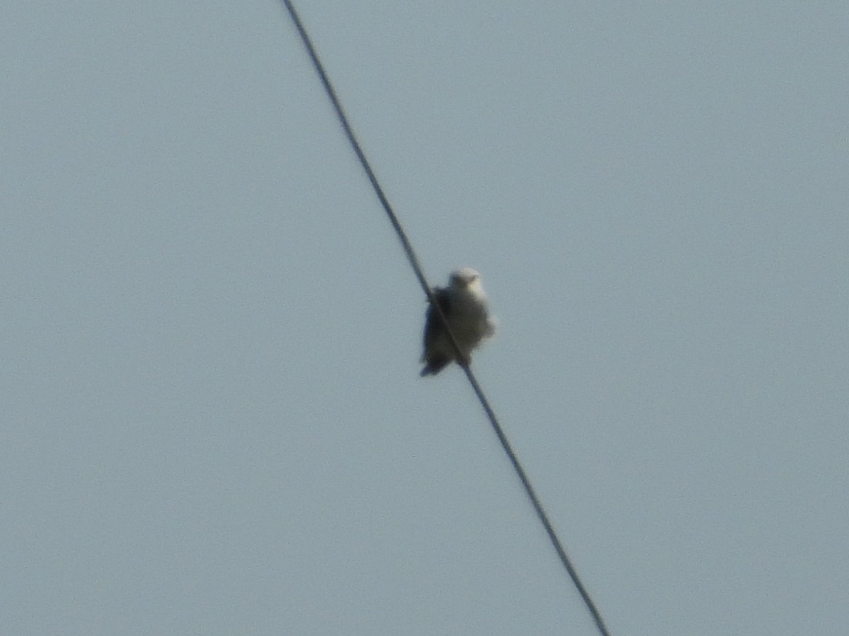 Black-winged Kite - ML643012372