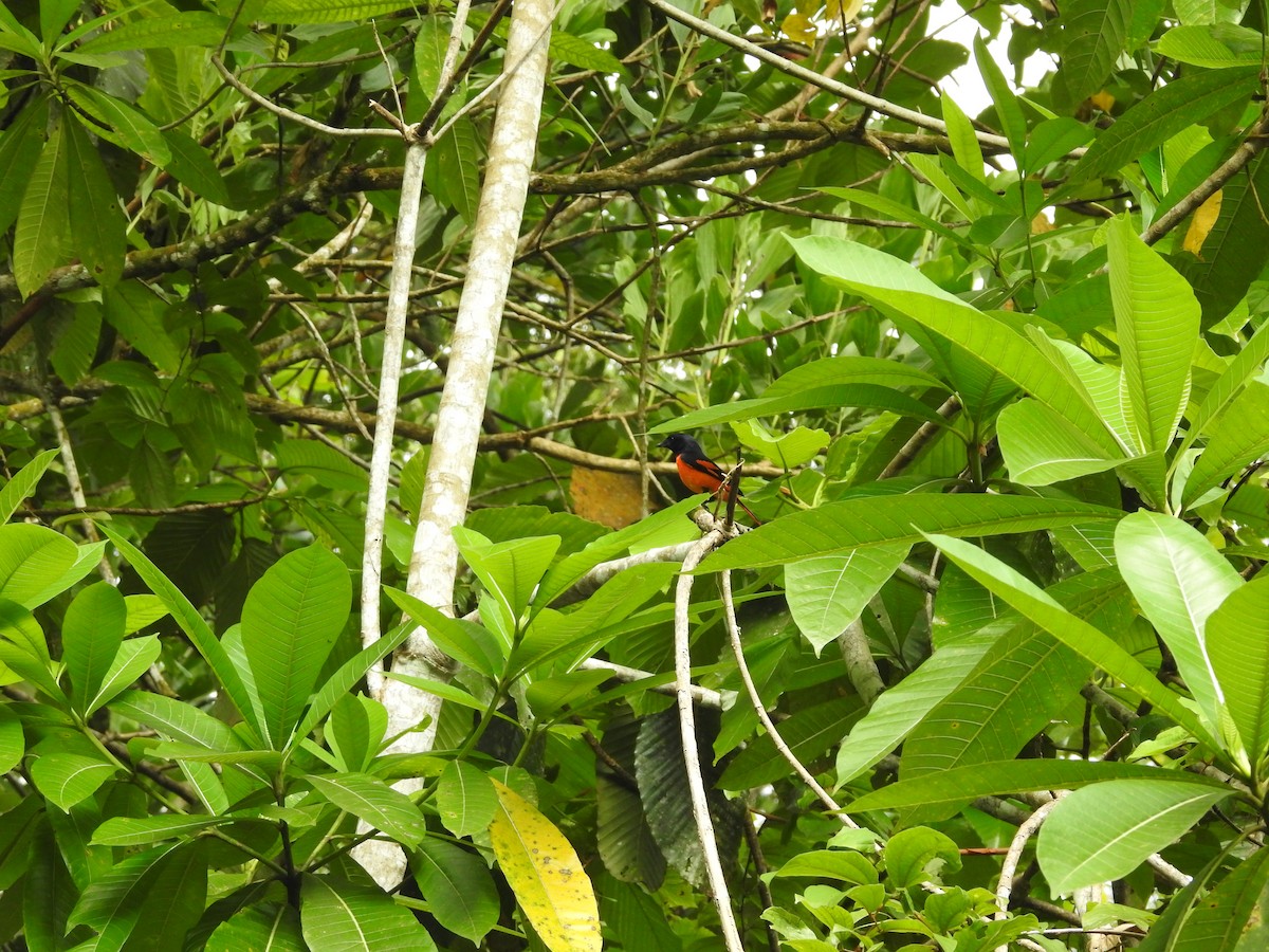 Orange Minivet - ML643012378