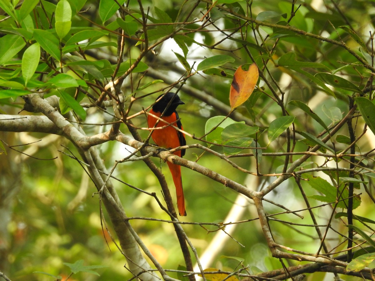 Orange Minivet - ML643012380
