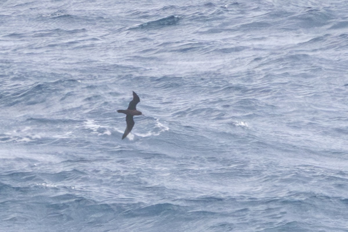 Flesh-footed Shearwater - ML643012403