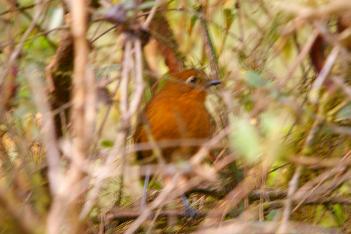 Junin Antpitta - ML643012406