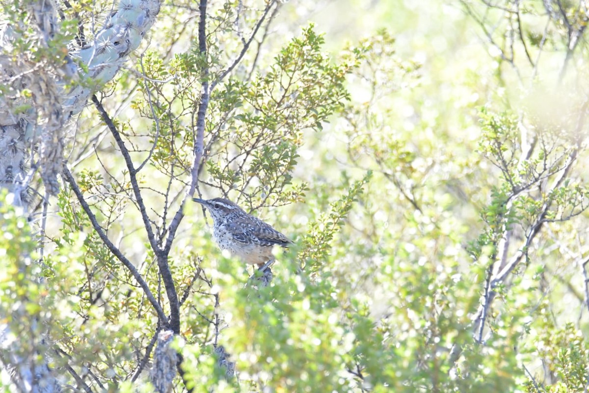Cactus Wren - ML643012412