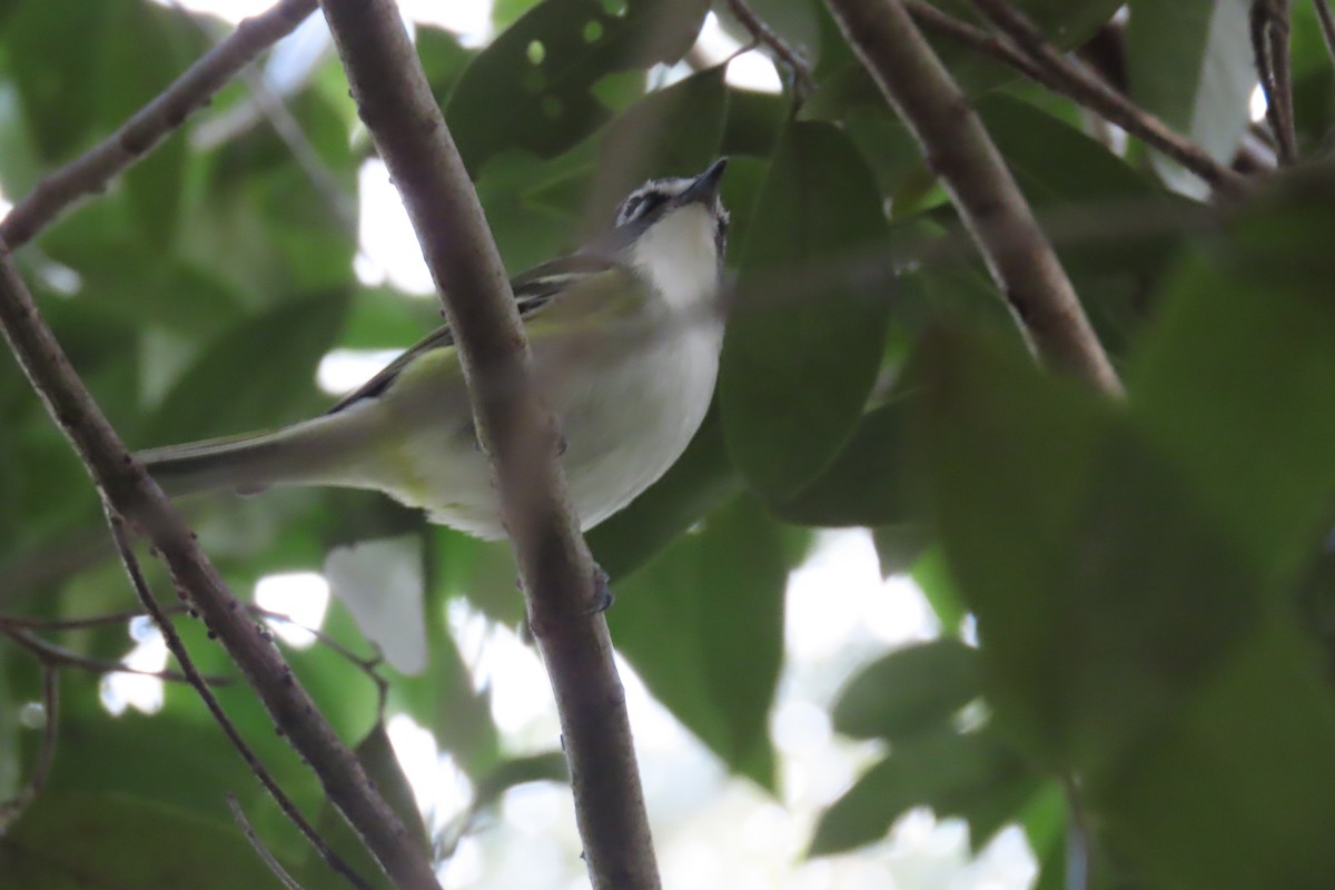 Blue-headed Vireo - ML643012413
