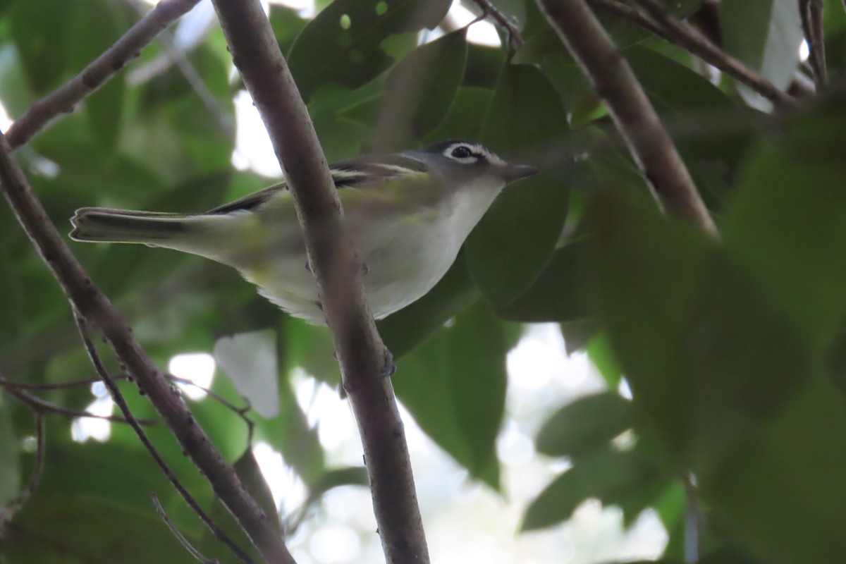 Blue-headed Vireo - ML643012414