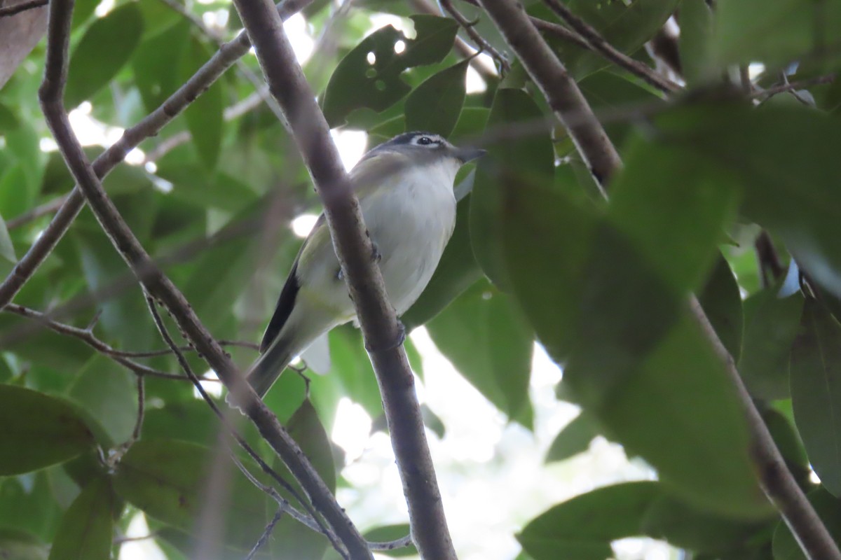 Blue-headed Vireo - ML643012415