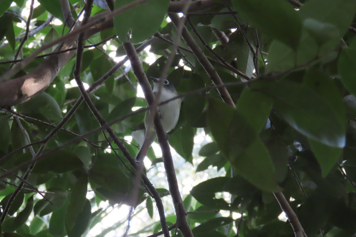Blue-headed Vireo - ML643012416