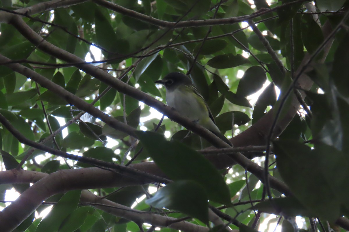 Blue-headed Vireo - ML643012417