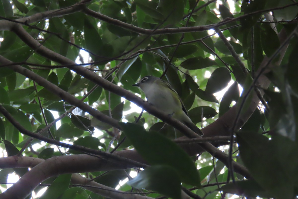 Blue-headed Vireo - ML643012418