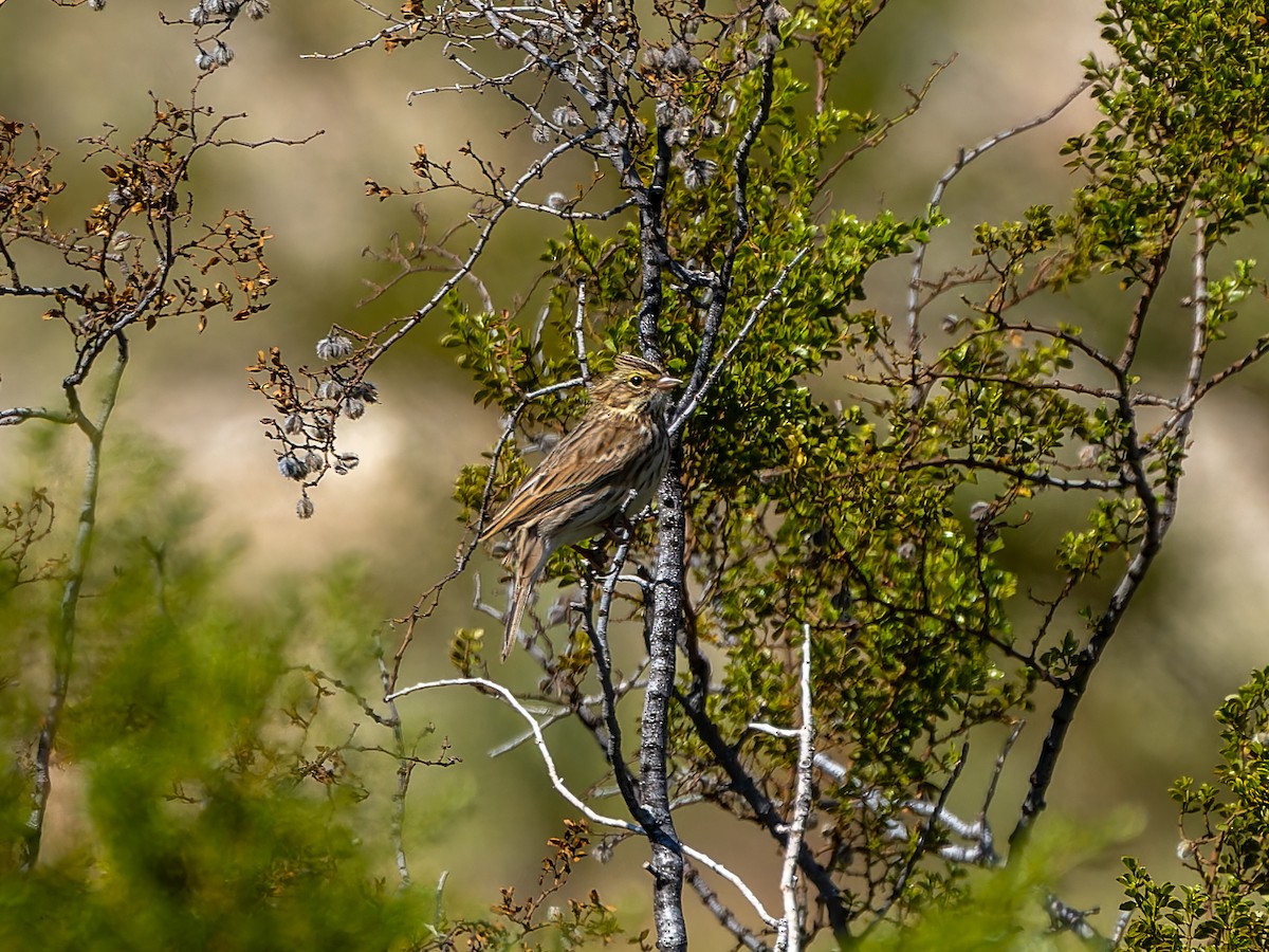 Savannah Sparrow - ML643012419